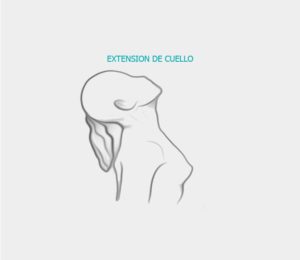 Extension cuello