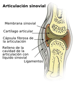 ligamentos huesos y articulaciones